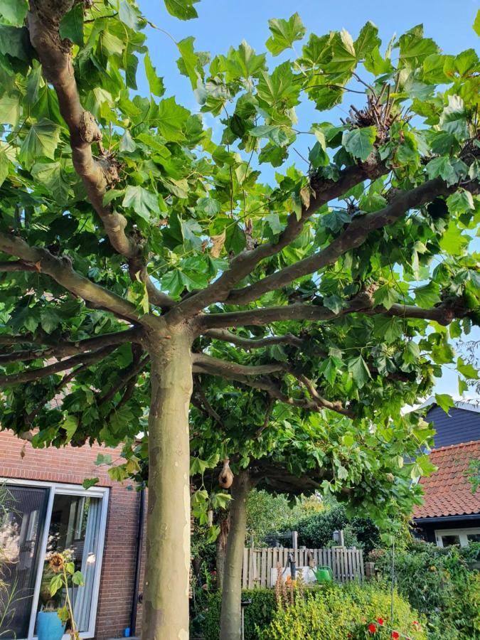 Walvisch Van Ghyspe Wormer Exterior foto